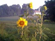 Sunflower Prayer by Vic