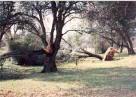 Tree Down by Vic